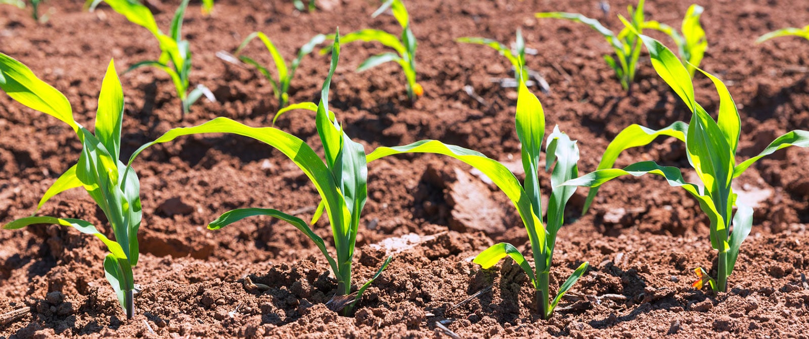 corn-in-row