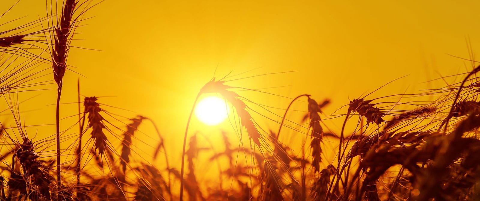 corn-sunset