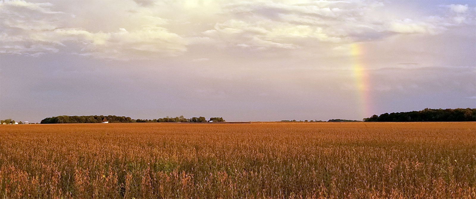rainbow-with-soybeans